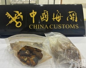 屬違規動物源性中藥材
