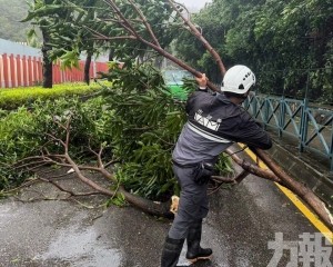 市政署派員清理馬路上的塌樹及斷枝