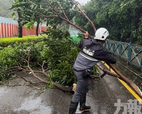 市政署派員清理馬路上的塌樹及斷枝