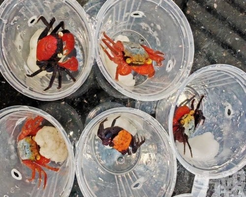 「異寵」熱潮引發生物安全警惕