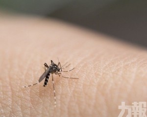 飲啤酒者更易成為蚊子目標