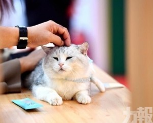最高單筆收費逾八千人仔