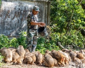 36年守護獼猴與青山