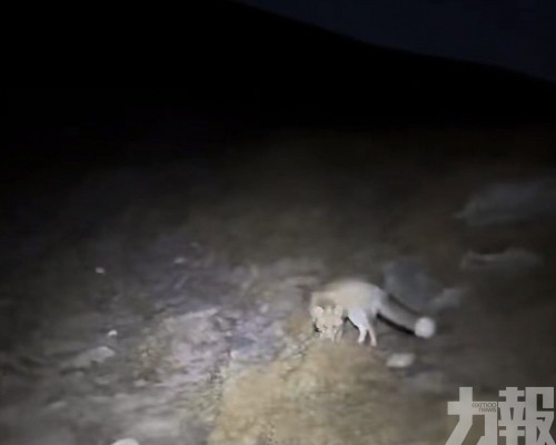 專家：路線重疊純屬巧合