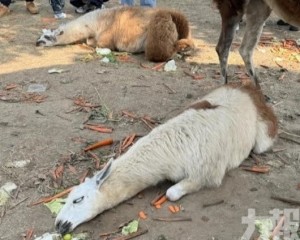 南通羊駝吃撐倒地「翻白眼」