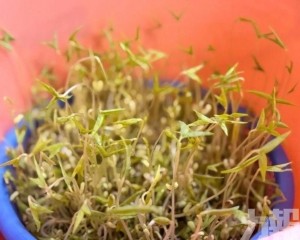 「帶綠豆遊中國」成長假奇景