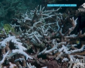 珊瑚礁快速白化難逆轉