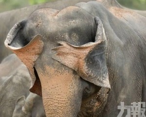 大象沒眼看 小鴨吸煙區入圍 大象沒眼看 小鴨吸煙區入圍