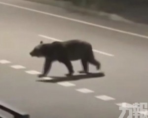 「熊襲危機」升級 自衛隊擬介入 「熊襲危機」升級 自衛隊擬介入