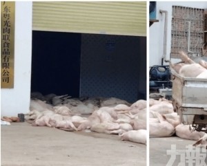 當局拘七人 嚴防流入市場 當局拘七人 嚴防流入市場