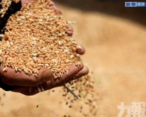 非法竊取親本種子與基因數據