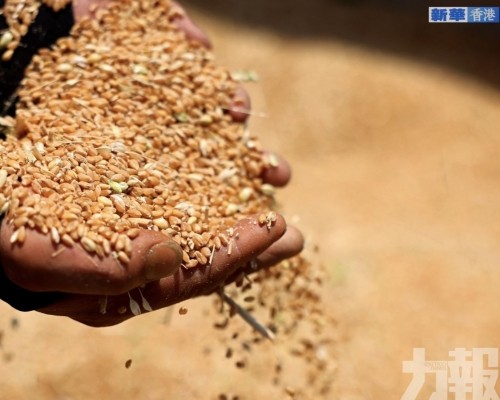 非法竊取親本種子與基因數據