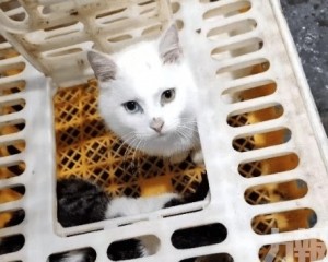 疑宰殺活貓烹菜官方介入