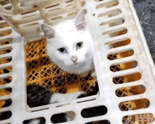 疑宰殺活貓烹菜官方介入