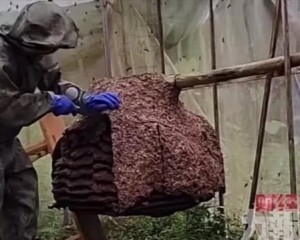 央視曝直播售蜂蛹日賣20噸