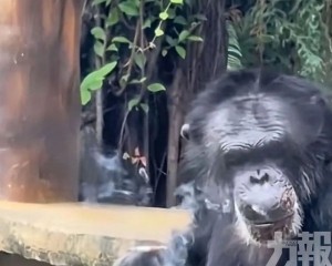 園方：曾被外國夫婦飼養