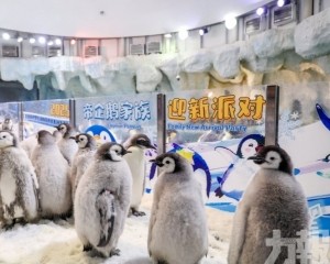 再度刷新全球人工保育紀錄