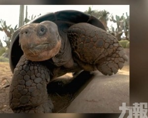 聖地牙哥動物園執行安樂死