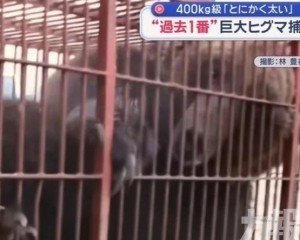 400公斤「怪獸級」棕熊被捕獲