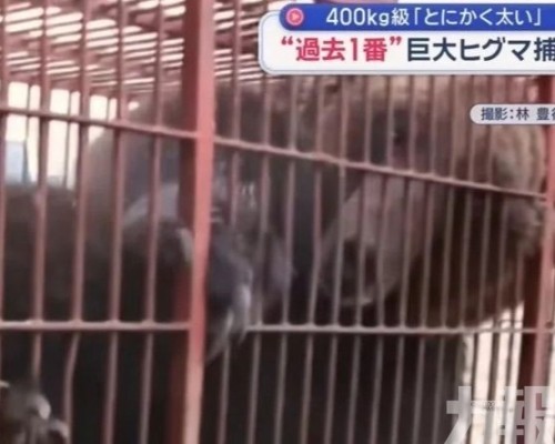 400公斤「怪獸級」棕熊被捕獲