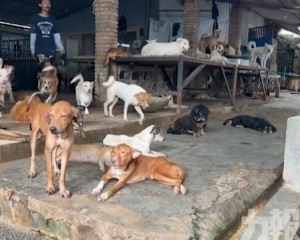 雅加達立法禁狗肉引饕客反彈