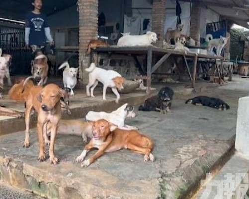 雅加達立法禁狗肉引饕客反彈