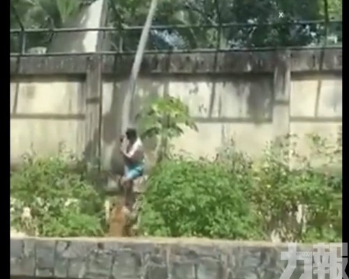 巴西青年闖入獅子展區遭咬死