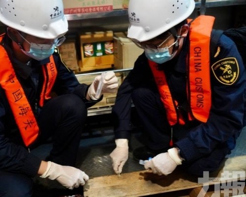 斯特倫克氏鋸白蟻具高度危害性