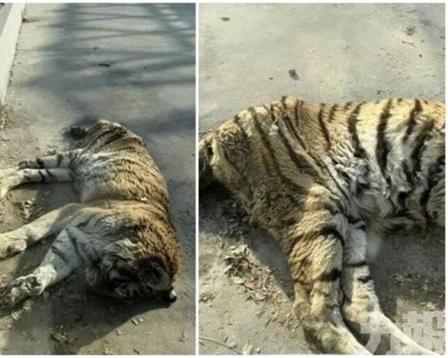 園方澄清屬年老非受虐