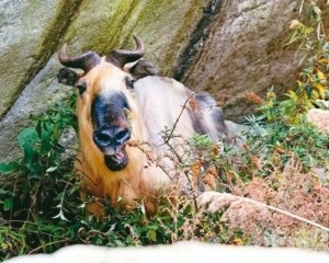 汶川震後首次留下通域影像紀錄