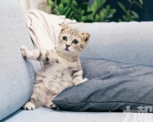 貓咪對更常對男主人喵喵叫