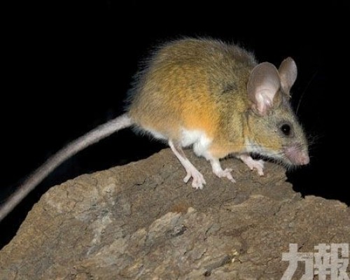 科學家：動物界僅排第七