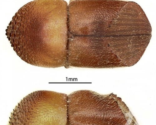 命名「梁氏雙棘小蠹」