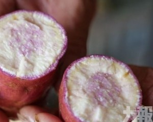40萬斤「鹤洲金薯」首季上市