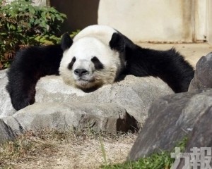 中日建交後日本首度「無熊貓」