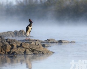 黑鸛首現丹霞山