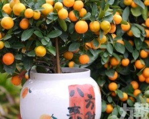 順德陳村把「大吉大利」種進新時代