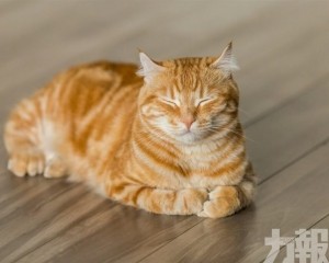 市場規模達3,678億泰銖