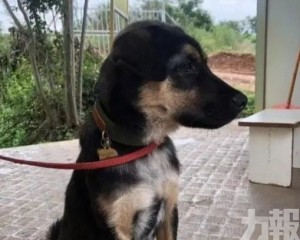 偷狗賊已被警方拘捕