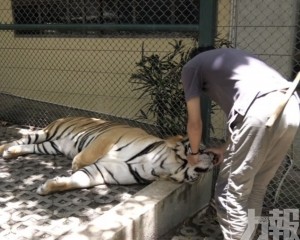 12日內72隻老虎死亡