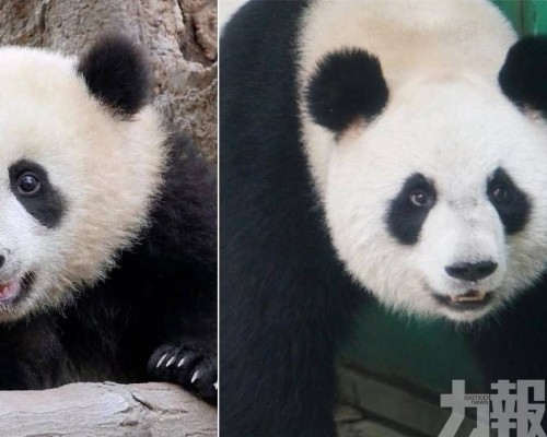 涉事熊貓館閉館整改