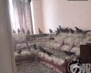 返屋驚見已成「鴿子王國」