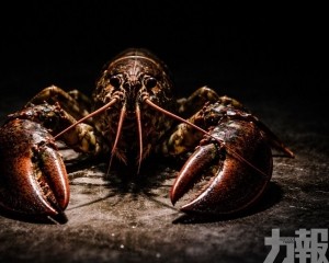 內地活躍節點逾2.3萬個