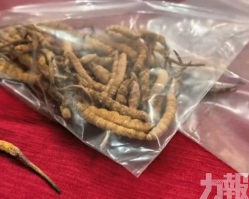 商家用膠水拼接冒充野生貨