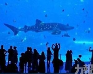 水質監測及餌料投餵等未見異常