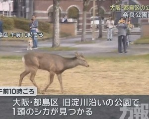 四處閒晃不怕人群