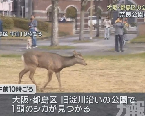 四處閒晃不怕人群