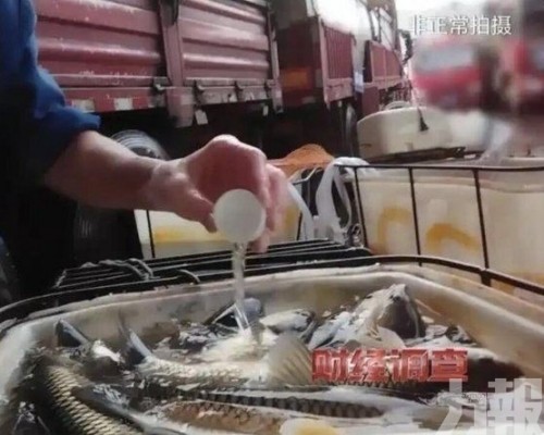 央視揭活魚「安眠藥」黑幕 