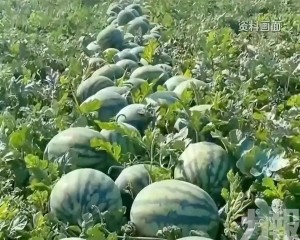 年薪20萬引熱議