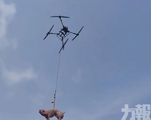 租無人機吊活豬上山